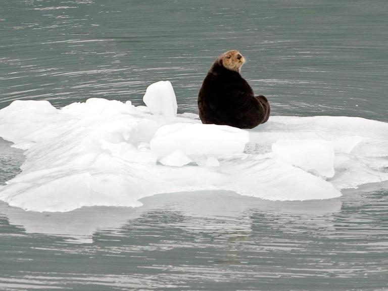 Sie sehen einen Seeotter auf einer Eisscholle vor der Küste von Alaska.