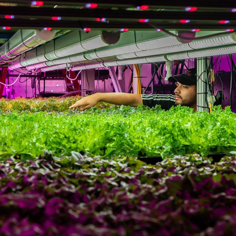 Ein Indoor Farming Projekt in Chicago. Ein Mitarbeiter untersucht Kulturen und ihren Wachstum.