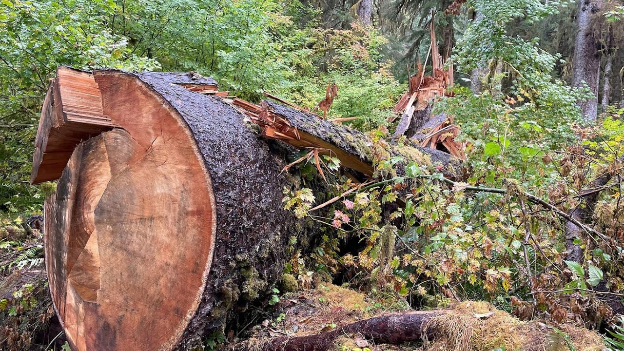 Ein abgebrochener dicker Baumstamm liegt auf dem grünen Waldboden. Ein abgebrochener dicker Baumstamm liegt auf dem grünen Waldboden.