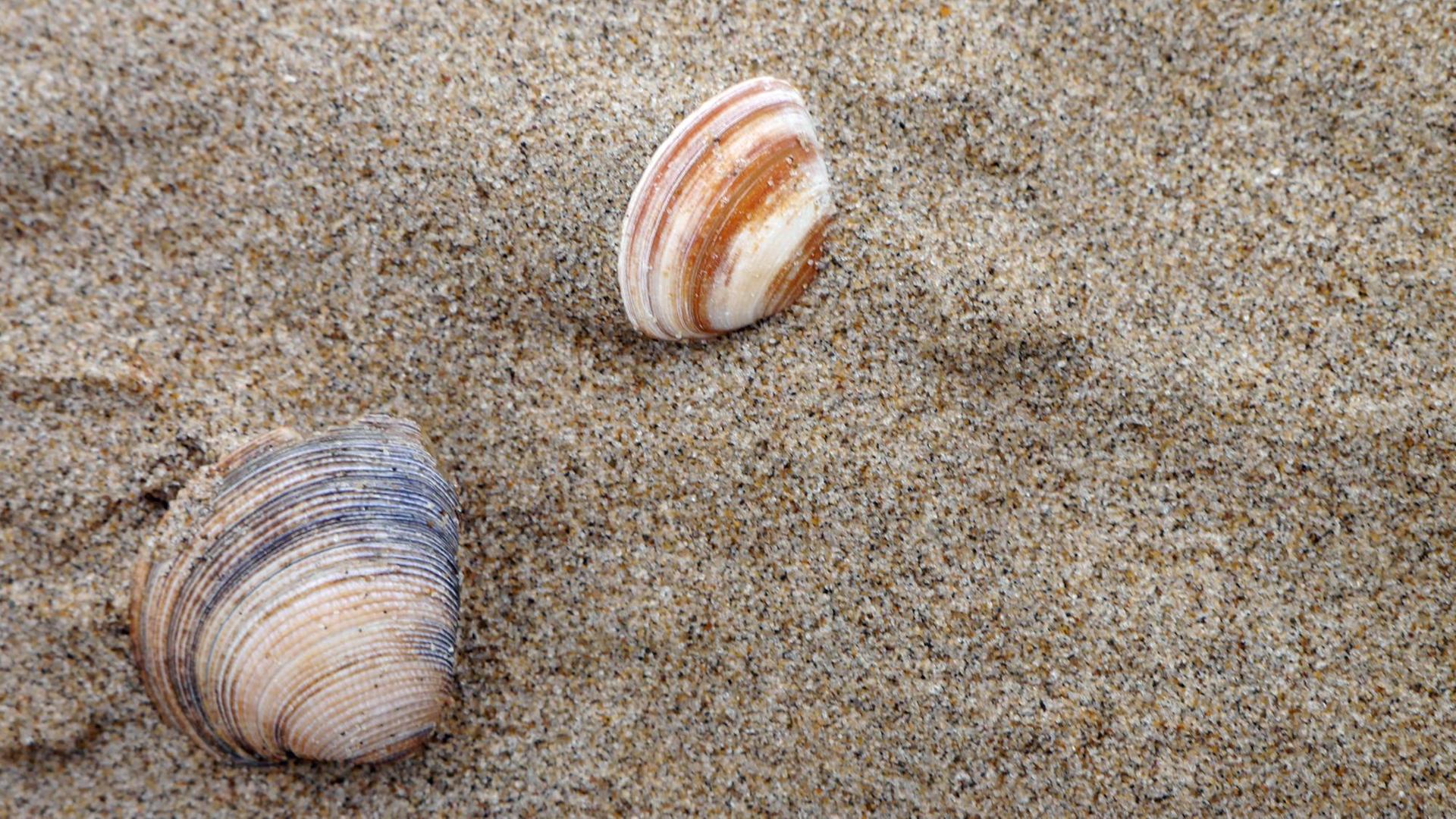 Zwei Muscheln im Sand.