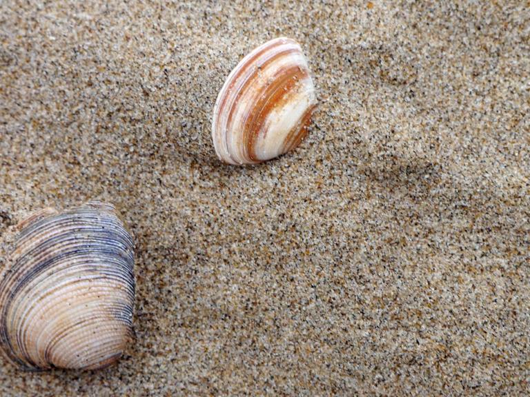 Zwei Muscheln im Sand.