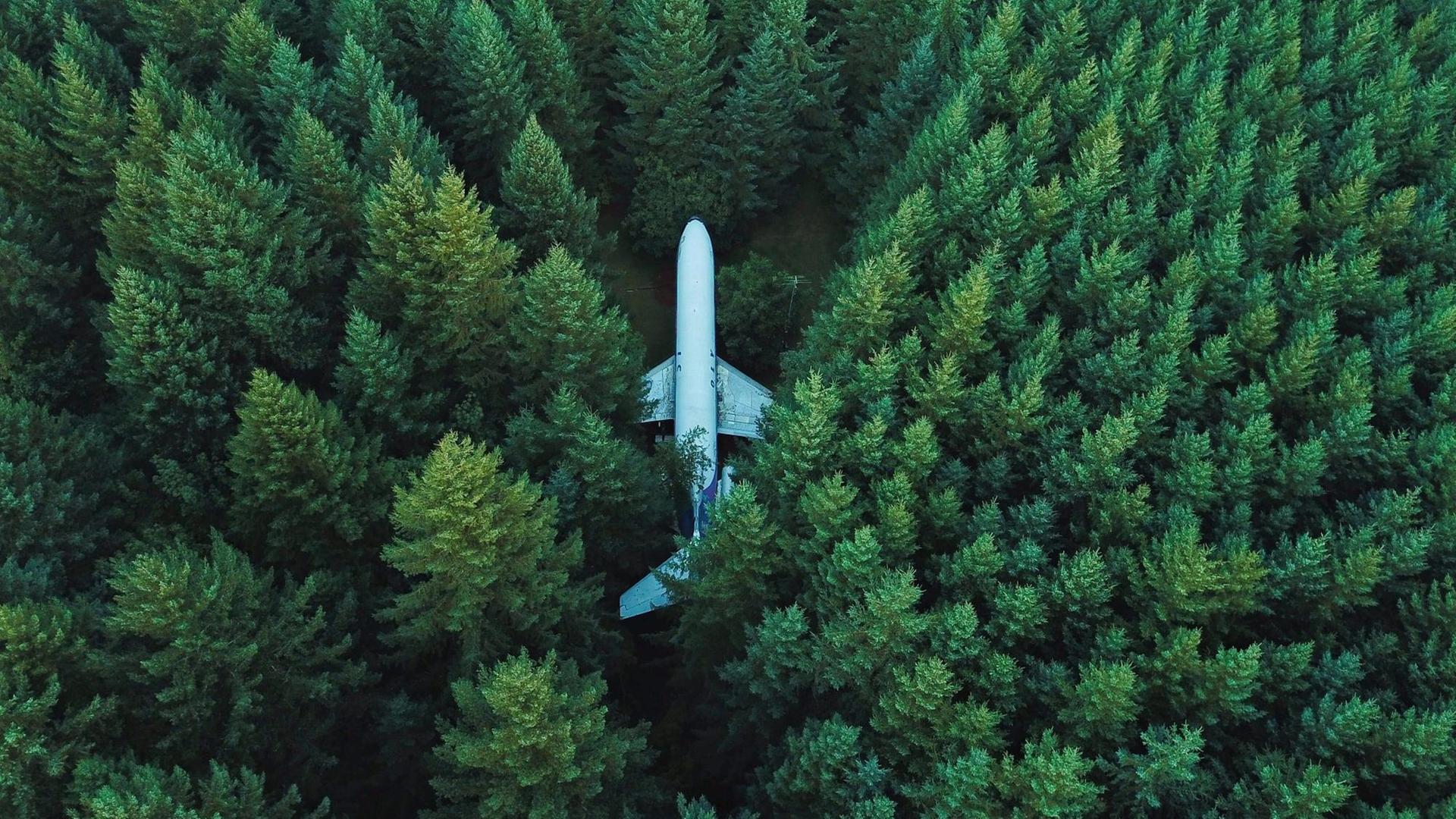 Allein im Wald. Allein im Wald.