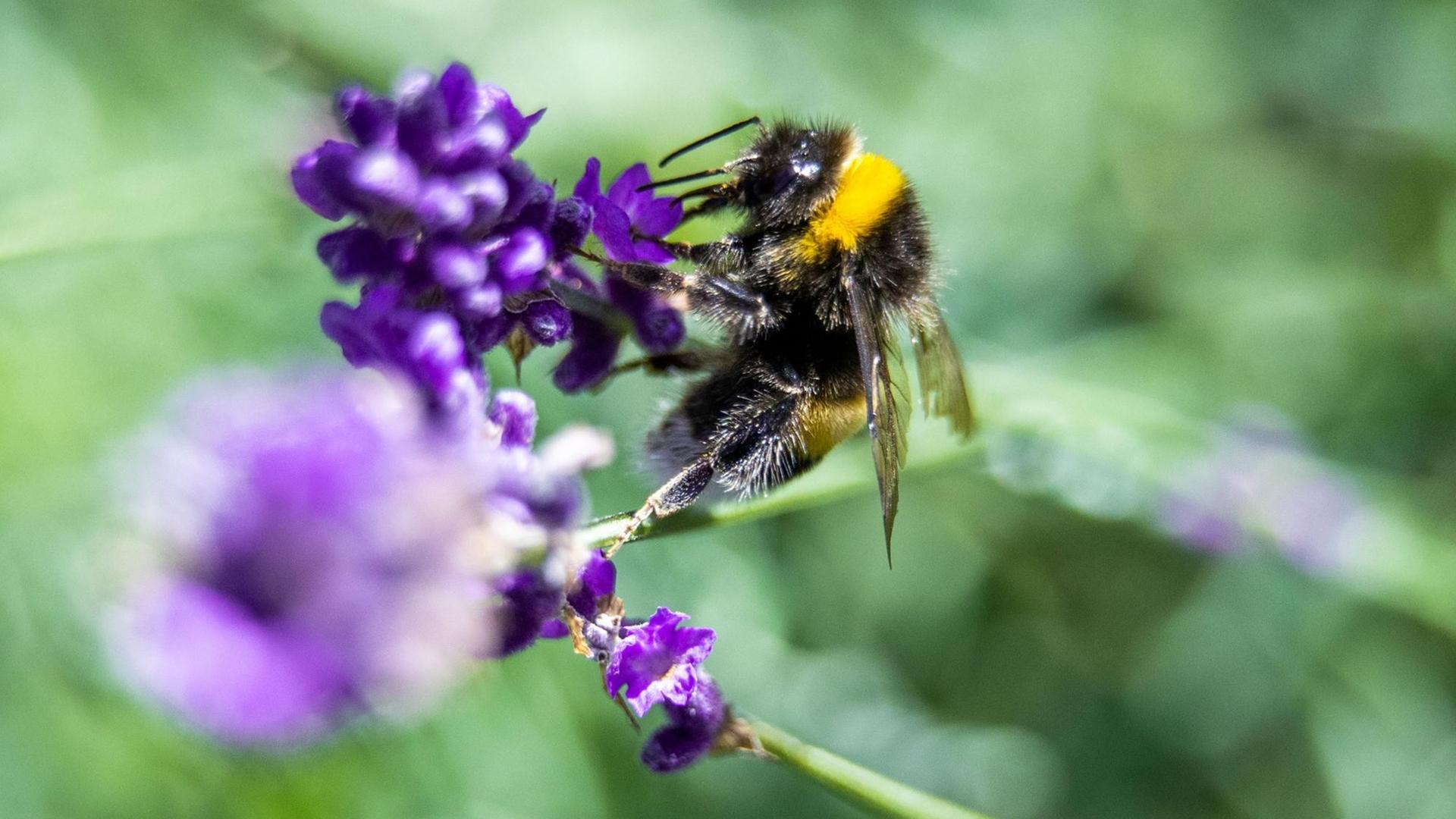 Eine Hummel sammelt auf einer Lavendelpflanze Pollen ein. Hummeln gehören zur Gattung der Echten Bienen. Die Hautflügler werden 1 bis 1,4 Zentimeter groß und haben eine durchschnittliche Lebenserwartung von 28 Tagen.