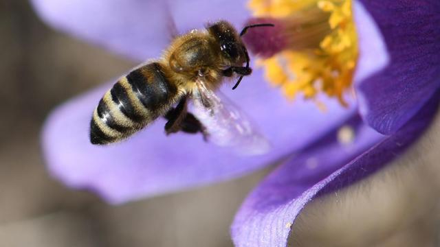 Eine Biene im Anflug auf eine geöffnete Finger-Küchenschelle
