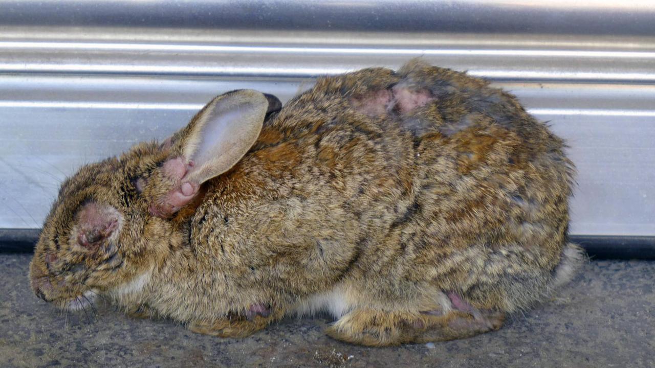 Europäisches Wildkaninchen (Oryctolagus cuniculus), mit Myxomatose. Die Augen sind verfärbt, das Fell angegriffen Europäisches Wildkaninchen (Oryctolagus cuniculus), mit Myxomatose. Die Augen sind verfärbt, das Fell angegriffen