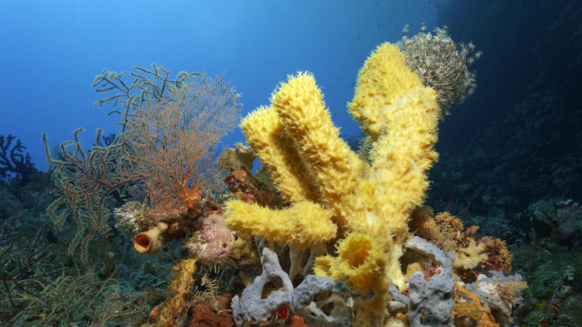 Korallenriff mit verschiedenen Schwämmen und Korallen, Great Barrier Riff, UNESCO-Weltnaturerbe, Pazifik in Australien Korallenriff mit verschiedenen Schwämmen und Korallen, Great Barrier Riff, UNESCO-Weltnaturerbe, Pazifik in Australien