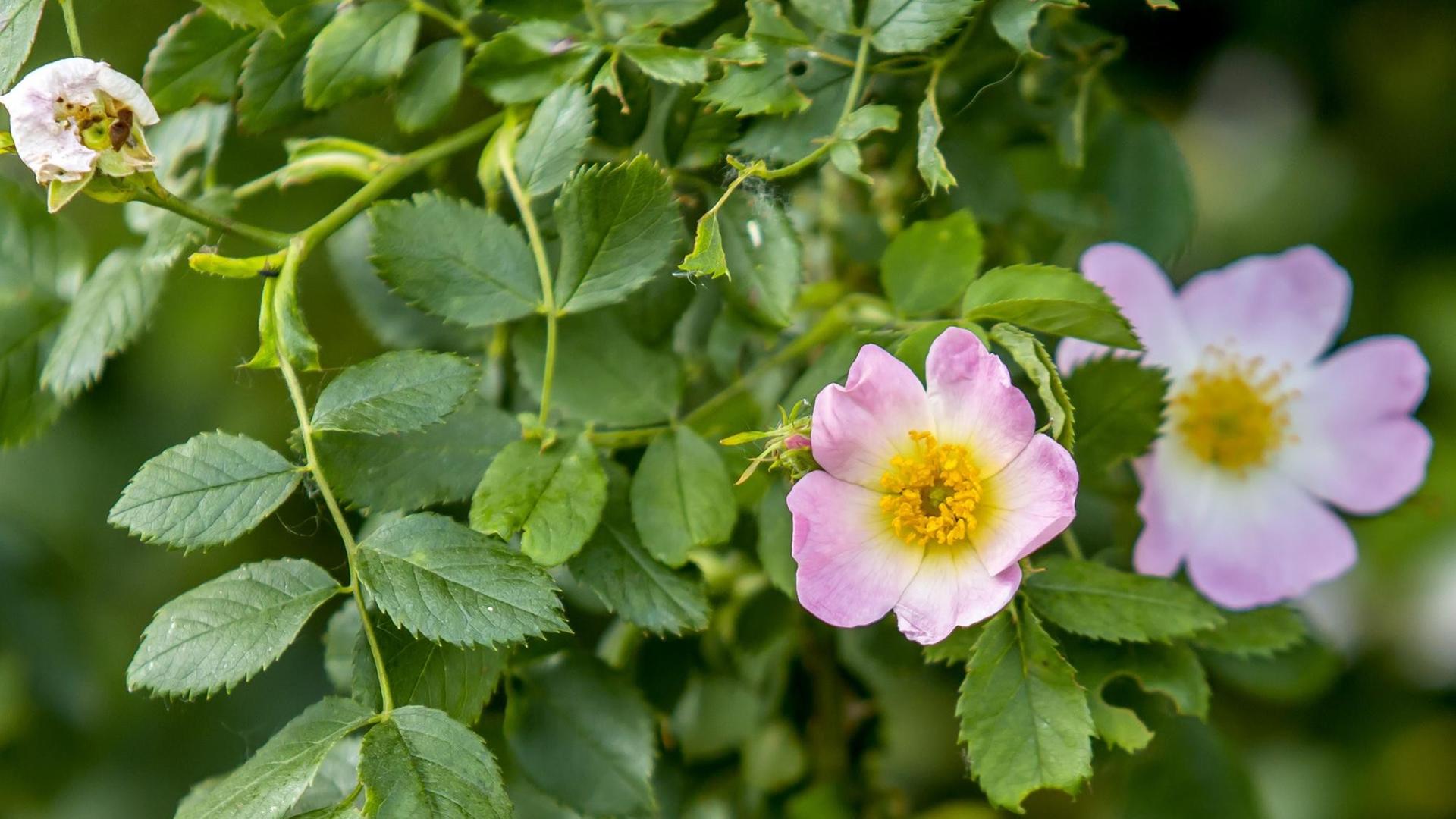 Zu sehen ist ein Strauch einer Herbst-Anemone mit mehreren Blüten. Zu sehen ist ein Strauch einer Herbst-Anemone mit mehreren Blüten.