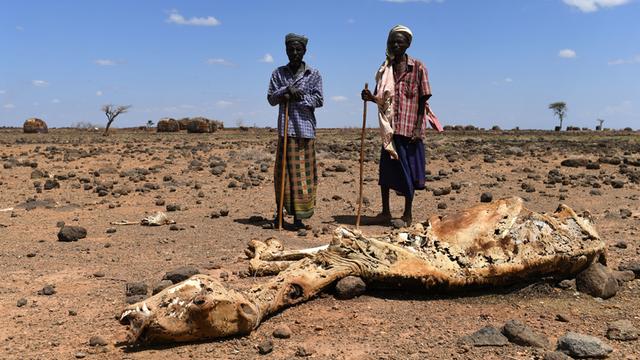 Zwei Bauern stehen vor einem toten Kamel, aufgenommen im Juni 2017, während einer Nahrungsmittelverteilung in Yaa Sharbana im Norden Kenias
