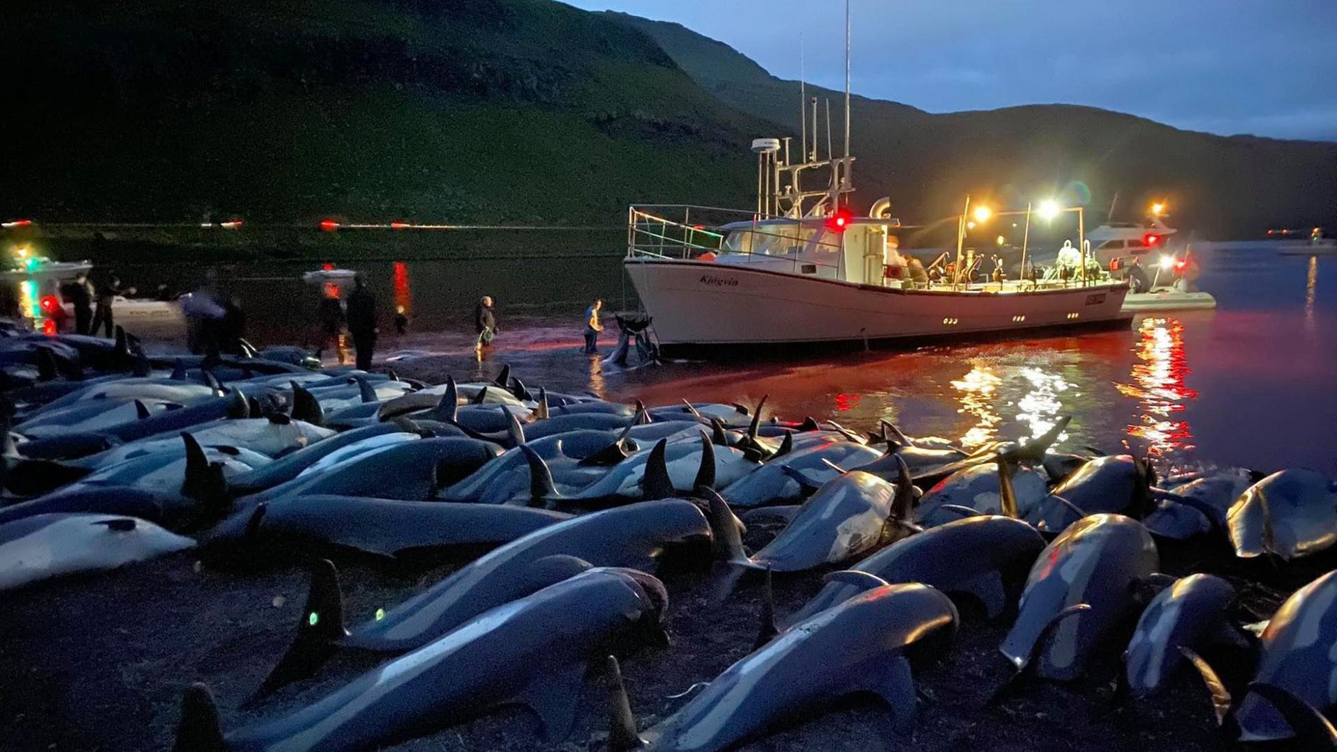 Getötete Delfine auf den Färöer Inseln, sie liegen in einer Reihe am Strand, im Hintergrund ein Boot und Menschen.