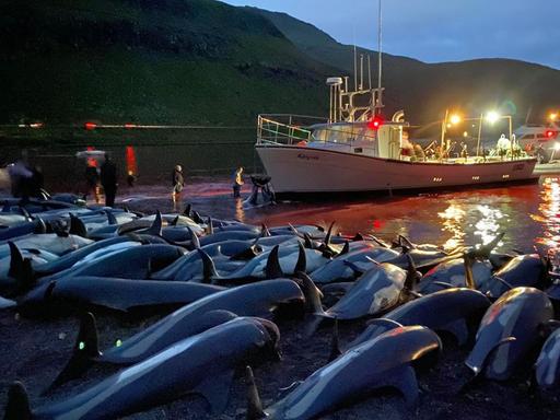 Getötete Delfine auf den Färöer Inseln, sie liegen in einer Reihe am Strand, im Hintergrund ein Boot und Menschen.