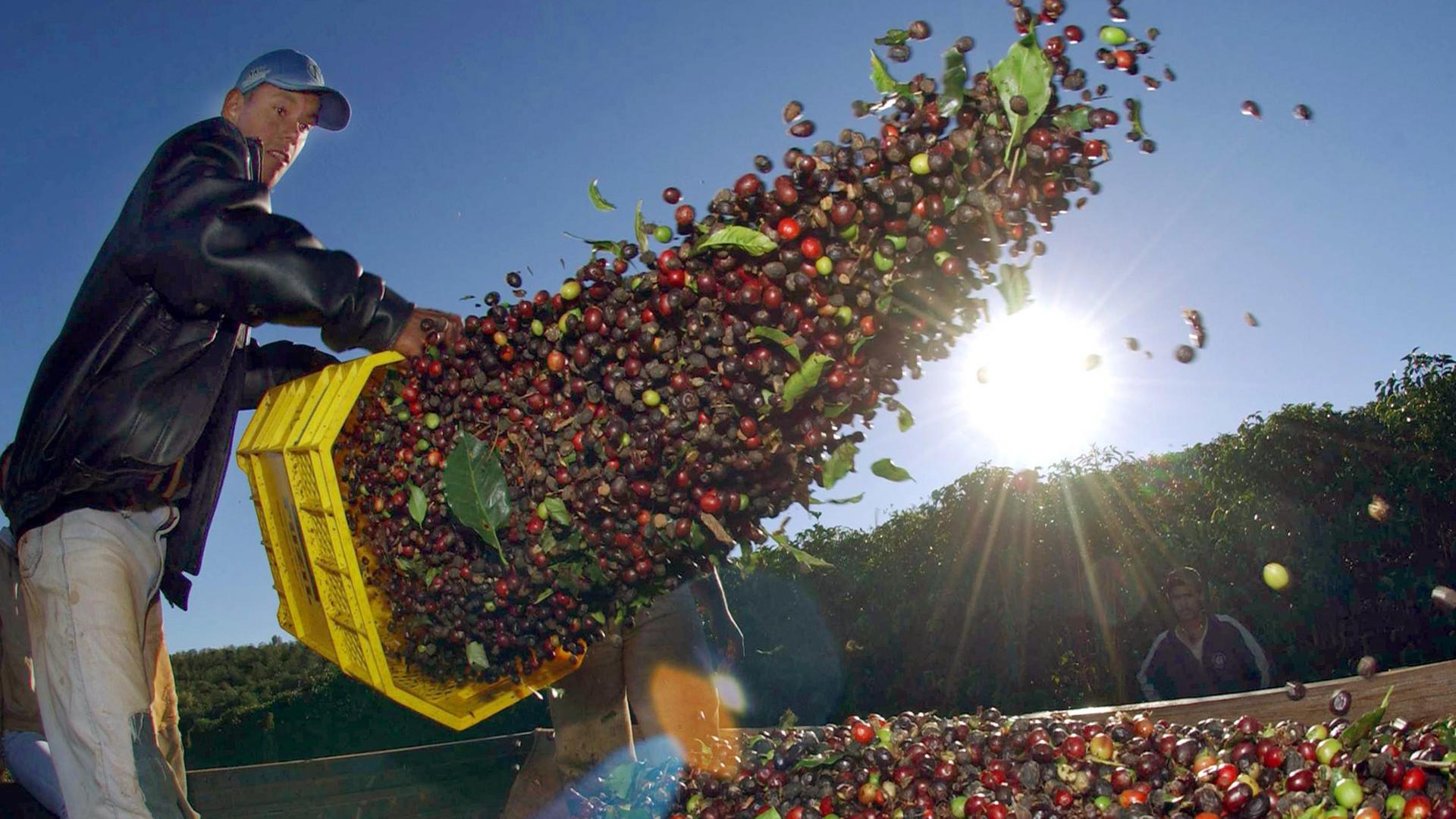 Ein Kaffeebauer schüttet gepflückten Kaffee auf den Feldern der Fazenda Lagoa im brasilianischen Bundesstaat Minas Gerais auf einen LKW. Ein Kaffeebauer schüttet gepflückten Kaffee auf den Feldern der Fazenda Lagoa im brasilianischen Bundesstaat Minas Gerais auf einen LKW.