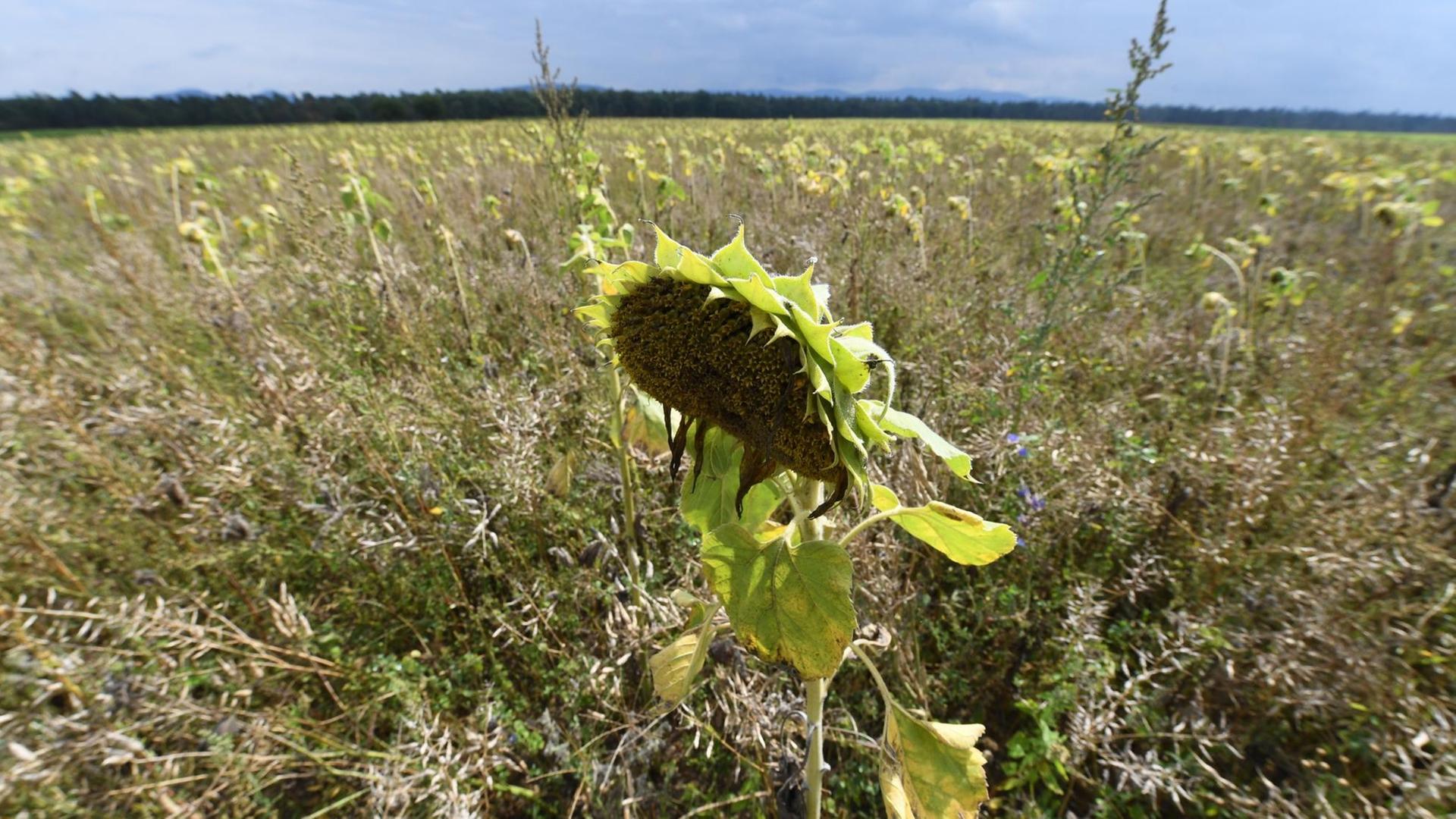 Eine Ackerfläche im Landkreis Rastatt (Baden-Württemberg) aus der ein Landwirt eine Bienenweide gemacht hat, da der Boden mit sogenannten per- und polyfluorierte Chemikalien (PFC) belastet ist, aufgenommen am 19.09.2016. Rund 400 Hektar Ackerboden in Mittelbaden sind mit PFC-Chemikalien verseucht. Eine Ackerfläche im Landkreis Rastatt (Baden-Württemberg) aus der ein Landwirt eine Bienenweide gemacht hat, da der Boden mit sogenannten per- und polyfluorierte Chemikalien (PFC) belastet ist, aufgenommen am 19.09.2016. Rund 400 Hektar Ackerboden in Mittelbaden sind mit PFC-Chemikalien verseucht.