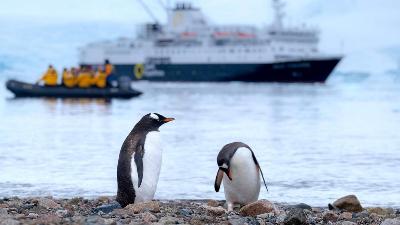 Zwei Pinguine stehen am Rand eines Gewässers, auf dem mehrere Boote fahren. Zwei Pinguine stehen am Rand eines Gewässers, auf dem mehrere Boote fahren.