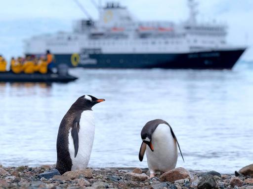 Zwei Pinguine stehen am Rand eines Gewässers, auf dem mehrere Boote fahren.