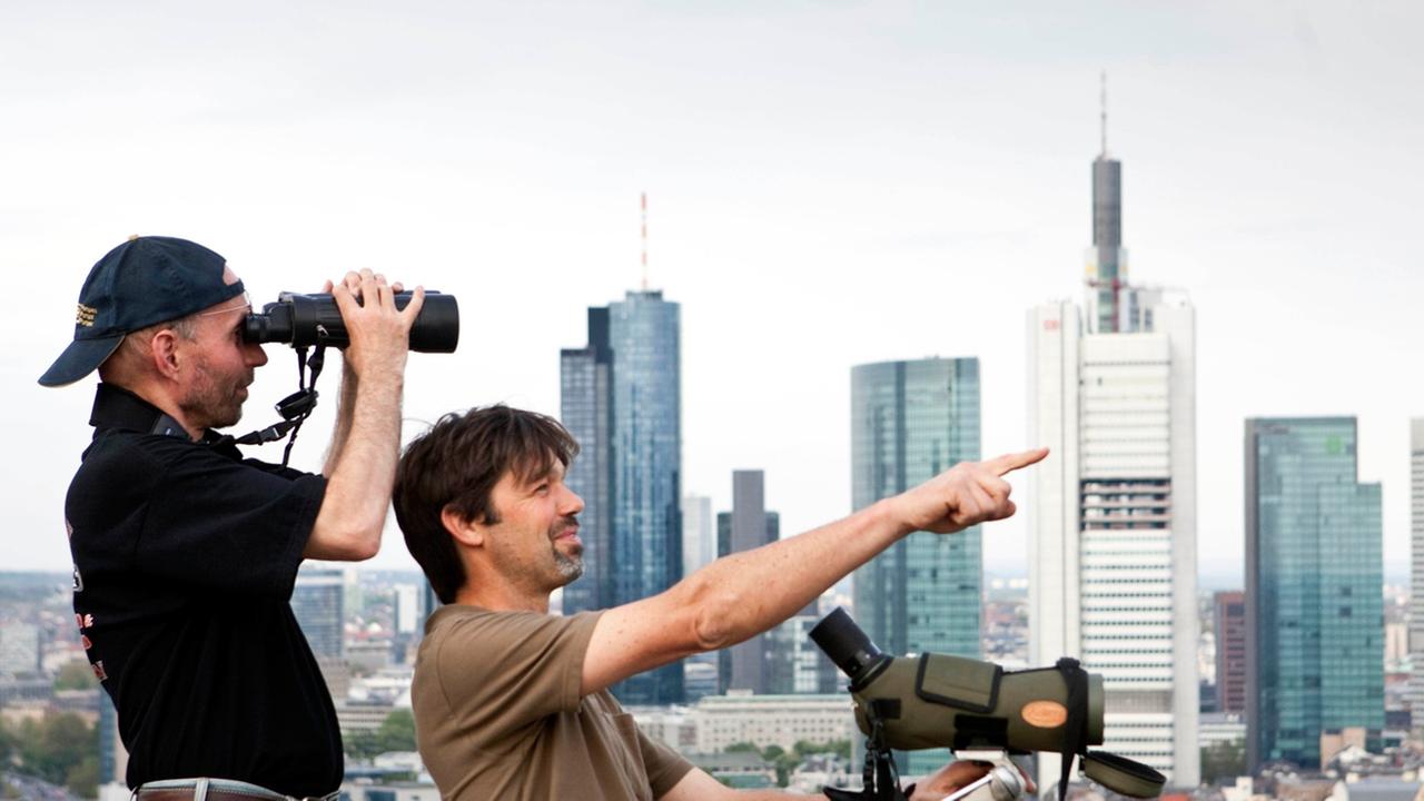 Die Hobby-Ornithologen Witiko Heuser (l) und Ingo Rösler (r) stehen mit ihren Feldstechern und Spektiven auf dem Dach des Posthochhauses der Commerzbank am Rande des Hauptbahnhofs von Frankfurt am Main Die Hobby-Ornithologen Witiko Heuser (l) und Ingo Rösler (r) stehen mit ihren Feldstechern und Spektiven auf dem Dach des Posthochhauses der Commerzbank am Rande des Hauptbahnhofs von Frankfurt am Main