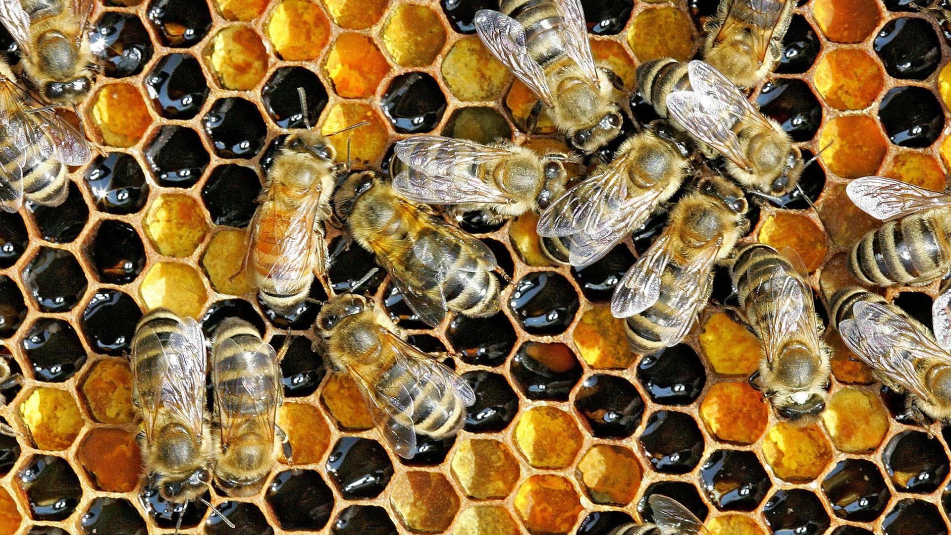 Eine Honigwabe mit Arbeitsbienen Eine Honigwabe mit Arbeitsbienen