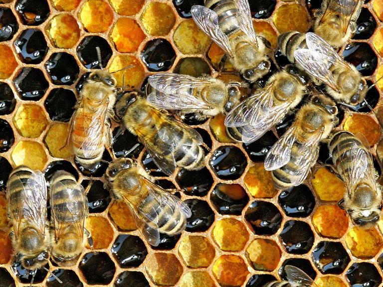 Eine Honigwabe mit Arbeitsbienen