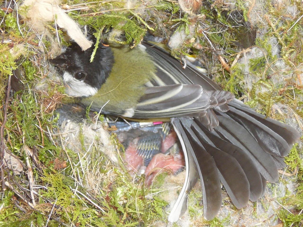 Eine Kohlmeise sitzt auf ihrem Nest. Zu sehen sind auch Jungvögel. Eine Kohlmeise sitzt auf ihrem Nest. Zu sehen sind auch Jungvögel.