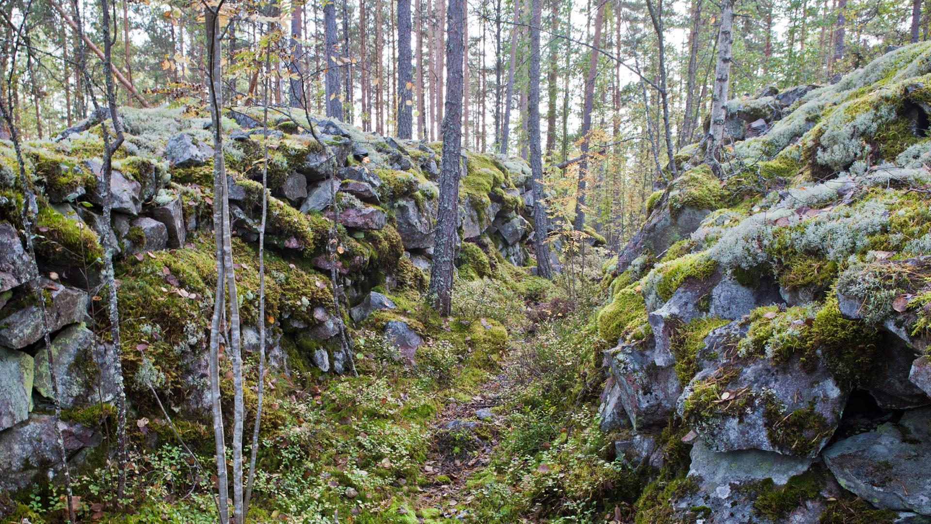 Ein alter Schützengraben in der Nähe der Gemeinde Mäntyharju in Südostfinnland Ein alter Schützengraben in der Nähe der Gemeinde Mäntyharju in Südostfinnland