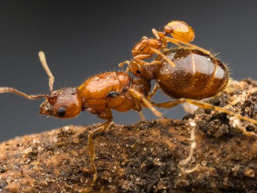 "Rodeo-Ameise" auf dem Rücken der fremden Königin - Kopf und Mundwerkzeuge passen genau für einen sicheren Klammergriff Austin, Texas, USA.