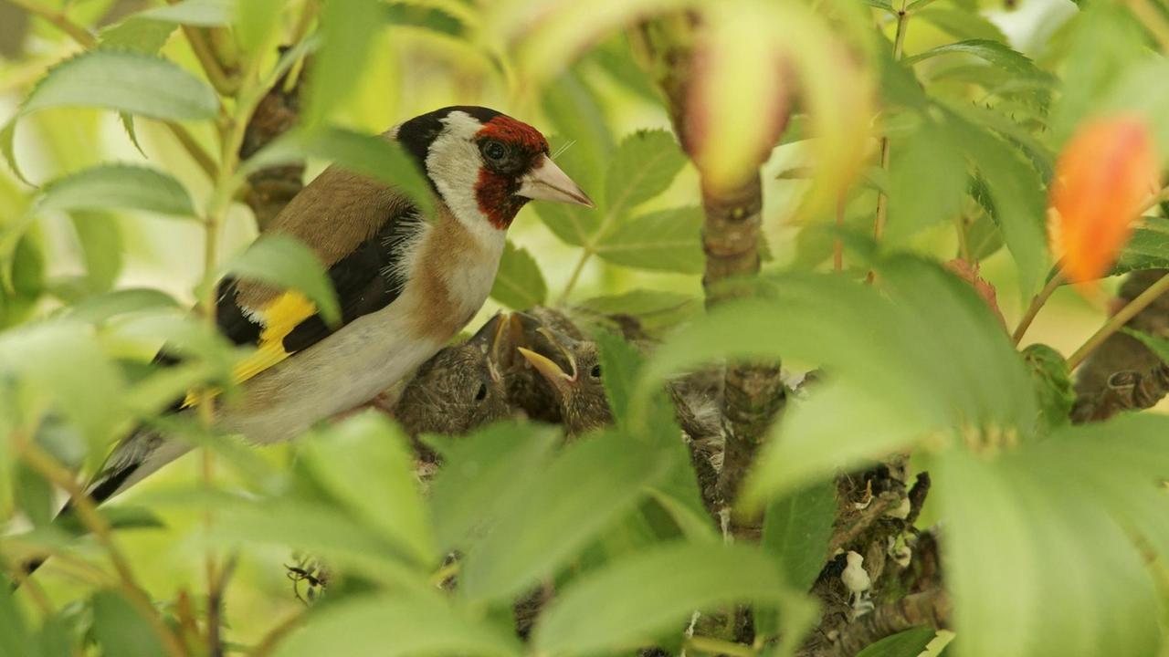 Ein Distelfink (Stieglitz) sitzt bei seinen Jungtieren im Nest Ein Distelfink (Stieglitz) sitzt bei seinen Jungtieren im Nest