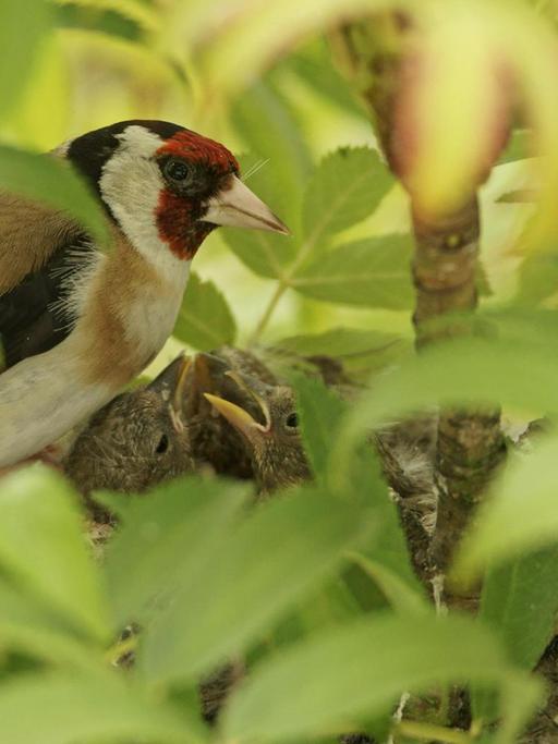 Ein Distelfink (Stieglitz) sitzt bei seinen Jungtieren im Nest