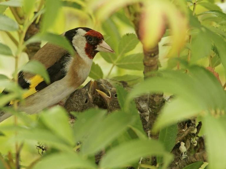Ein Distelfink (Stieglitz) sitzt bei seinen Jungtieren im Nest