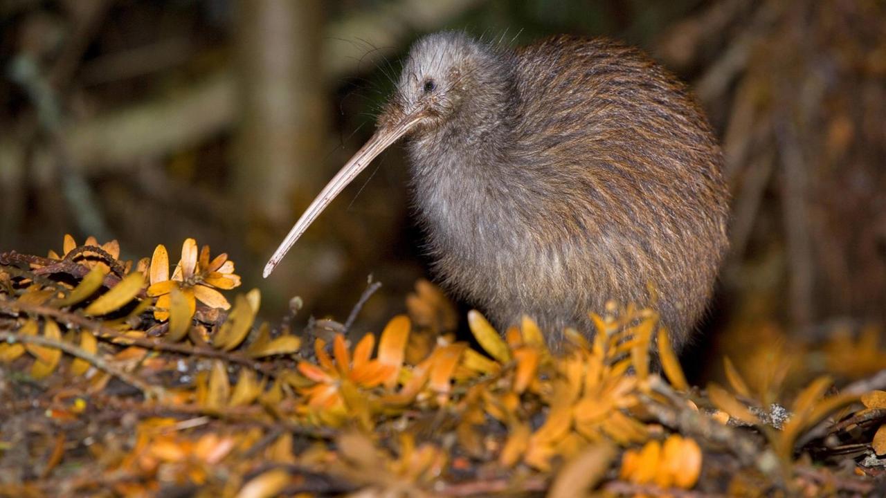 Ein erwachsener Streifenkiwi auf nächtlicher Nahrungssuche in einem alten Kauriwald in Neuseeland. Ein erwachsener Streifenkiwi auf nächtlicher Nahrungssuche in einem alten Kauriwald in Neuseeland.