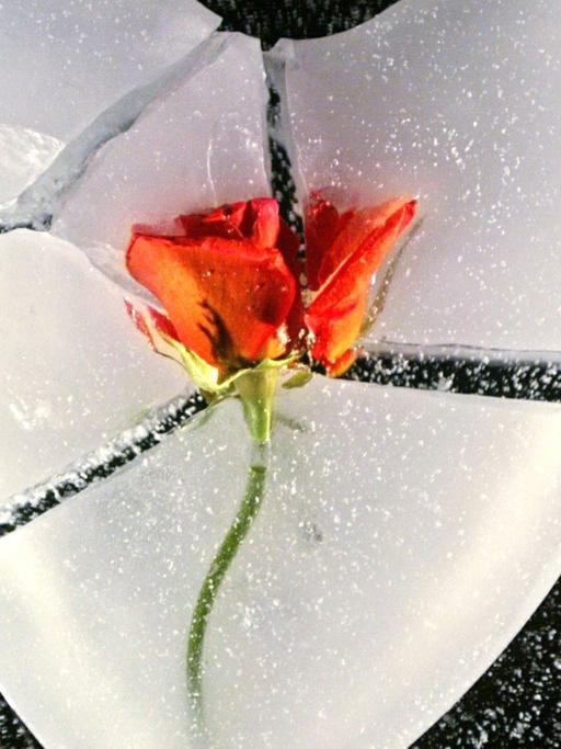 Ein gebrochenes Herz aus Eis mit einer roten Rose in der Mitte.