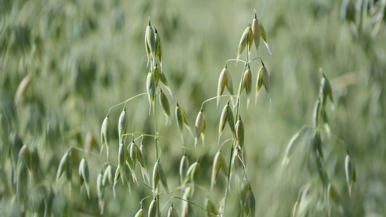 Nahaufnahme von Haferhalmen auf einem Feld. Nahaufnahme von Haferhalmen auf einem Feld.
