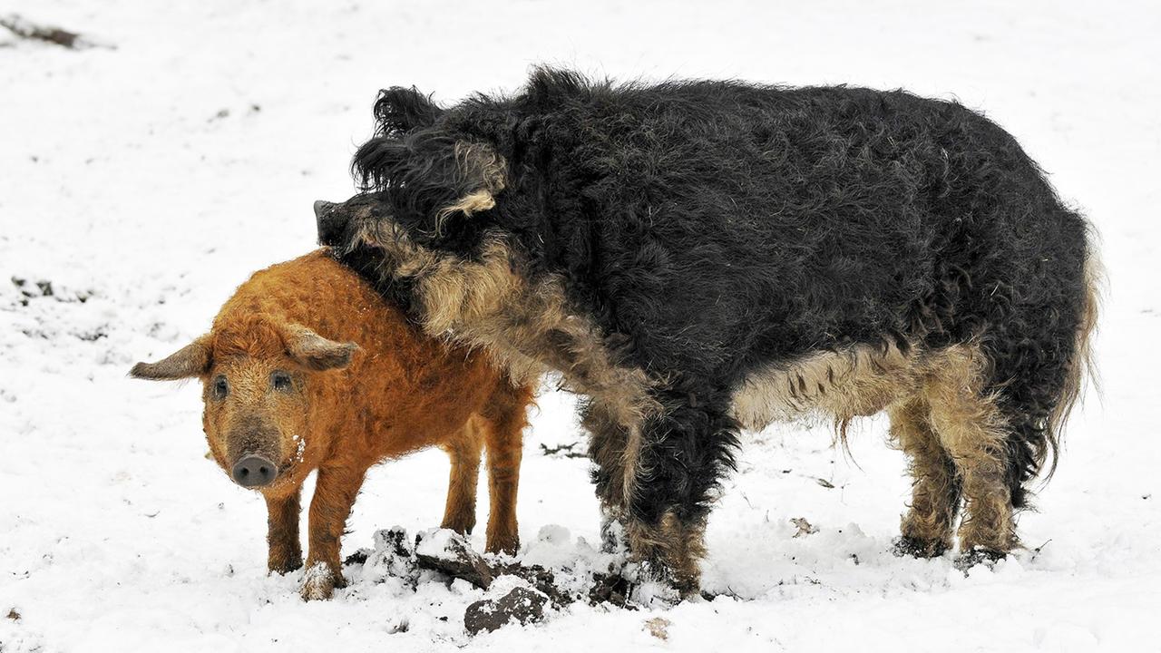 Zwei Wollschwein stehen nebeneinander im Schnee. Zwei Wollschwein stehen nebeneinander im Schnee.