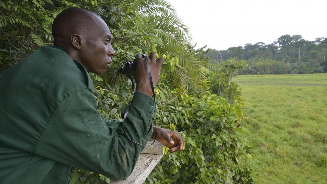 Ranger bei der Tierbeobachtung im Lobéké-Nationalpark, Kamerun Ranger bei der Tierbeobachtung im Lobéké-Nationalpark, Kamerun