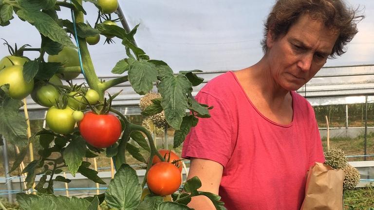 Die Züchterin Christina Henatsch vor einer Tomatenstaude.