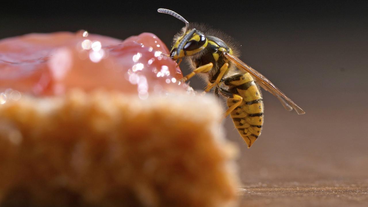 Ein Wespe (Vespinae) sucht nach Nahrung auf einem Marmeladenbrot Ein Wespe (Vespinae) sucht nach Nahrung auf einem Marmeladenbrot