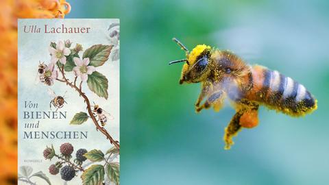 Cover "Von Bienen und Menschen" von Ulla Lachauer, im Hintergrund: eine mit Pollen und Blütenstaub bepackte Biene.
