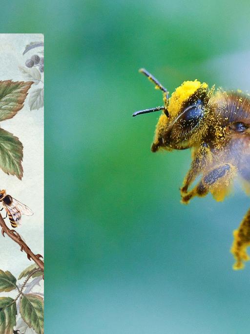 Cover "Von Bienen und Menschen" von Ulla Lachauer, im Hintergrund: eine mit Pollen und Blütenstaub bepackte Biene.