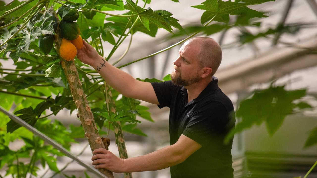 Tropenfrüchte aus Oberfranken - Das Land, wo die Papayas blühen