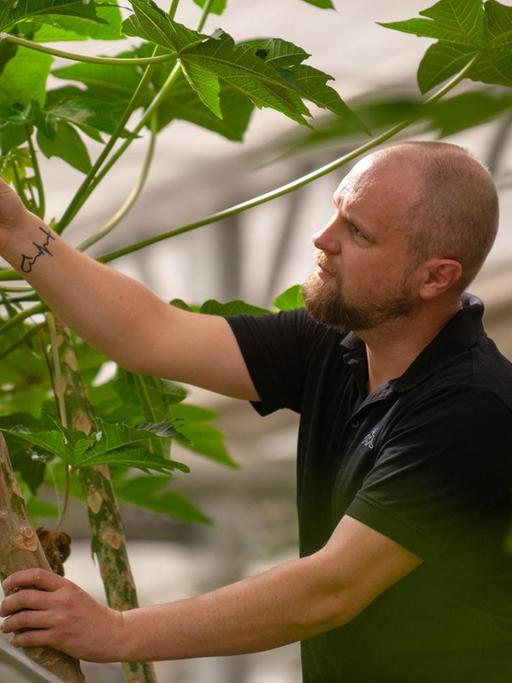 Ralf Schmitt, Wissenschaftlicher Leiter des Tropenhauses am Rennsteig, begutachtet einen der Papayabäume des Hauses.