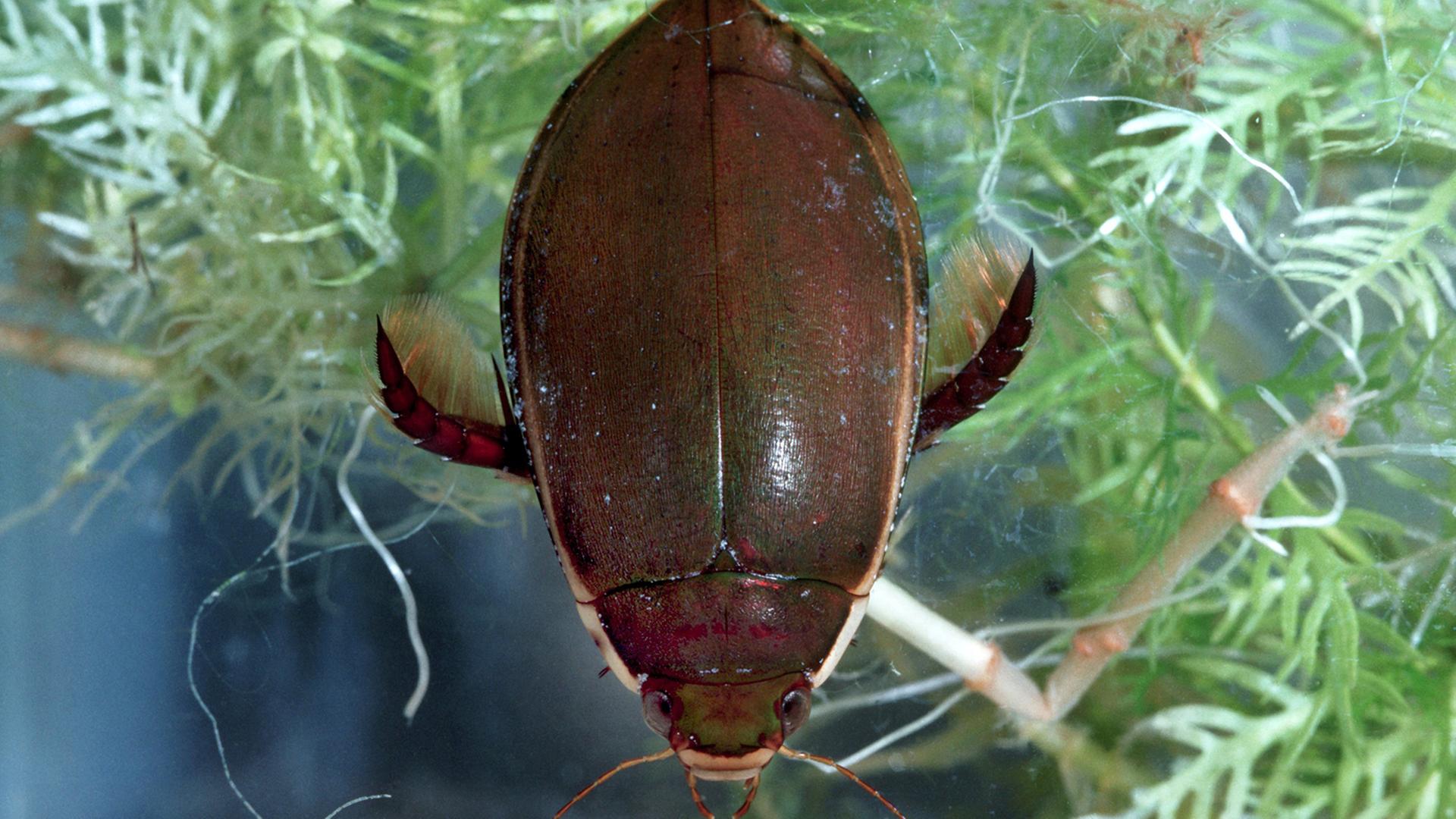 Unser Bild zeigt einen Vertreter der größten Schwimmkäfer der Pazifikinsel Neuguinea, einen "Gauckler" (Gattung Cybister). Undatierte Aufnahme. Unser Bild zeigt einen Vertreter der größten Schwimmkäfer der Pazifikinsel Neuguinea, einen "Gauckler" (Gattung Cybister). Undatierte Aufnahme.