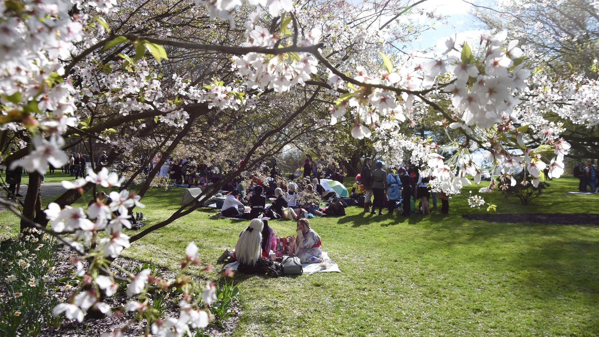 Kirschblütenfest in den Gärten der Welt in Berlin Marzahn-Hellersdorf, aufgenommen am 17.04.2016 Kirschblütenfest in den Gärten der Welt in Berlin Marzahn-Hellersdorf, aufgenommen am 17.04.2016