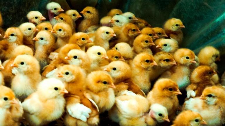 Brüterei für Hühnerküken Brüterei für Hühnerküken