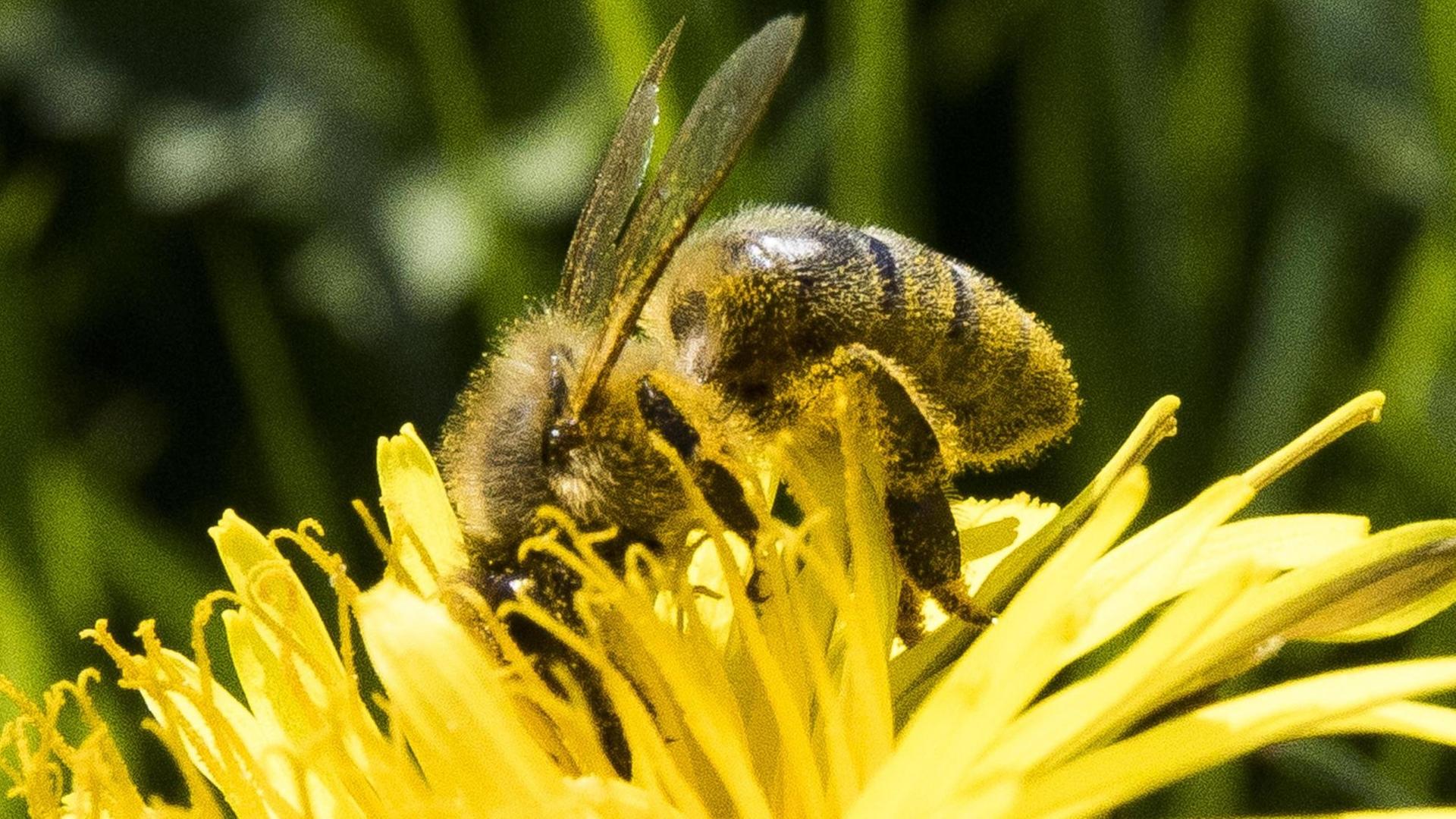 Biene sucht Nektar auf einem Löwenzahnblüte