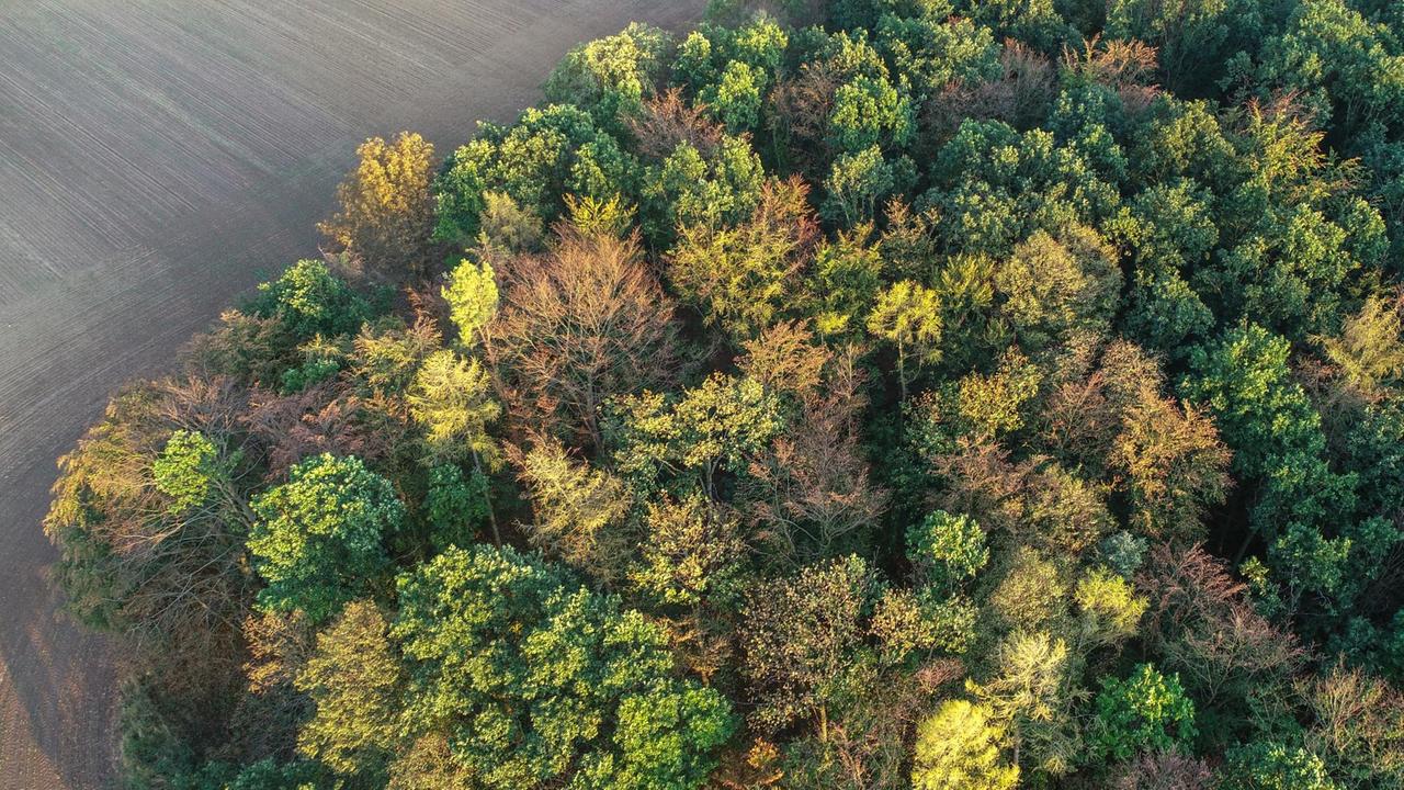 Ein Luftaufnahme eines Waldes mit herbstlich verfärbten Wipfeln an einem Feld im Landkreis Märkisch-Oderland. Ein Luftaufnahme eines Waldes mit herbstlich verfärbten Wipfeln an einem Feld im Landkreis Märkisch-Oderland.
