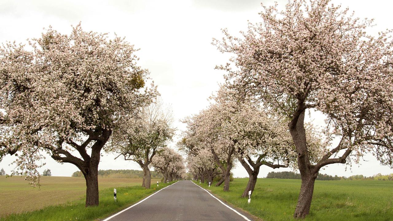 Allee in der Uckermark Allee in der Uckermark