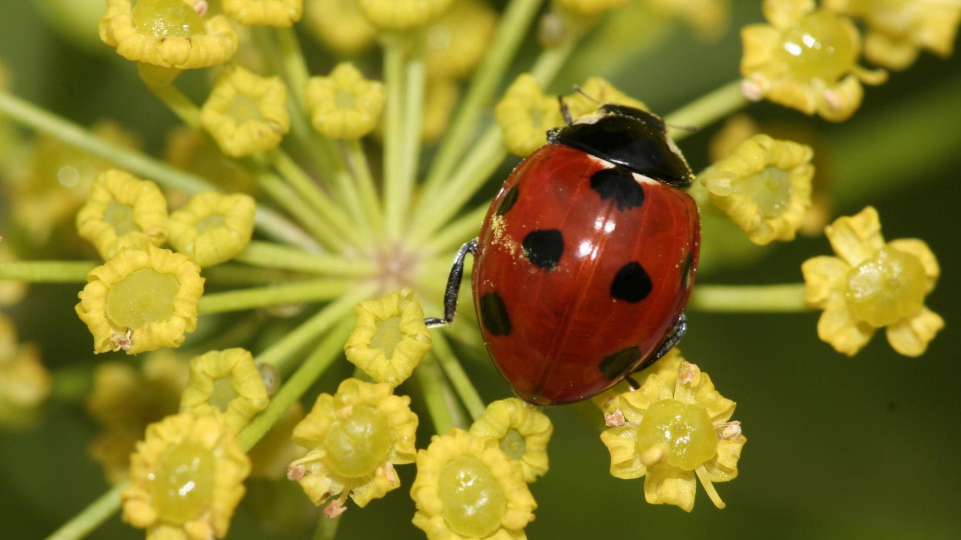 Marienkäfer der Gattung Coccinella/ Siebenpunkt Marienkäfer der Gattung Coccinella/ Siebenpunkt