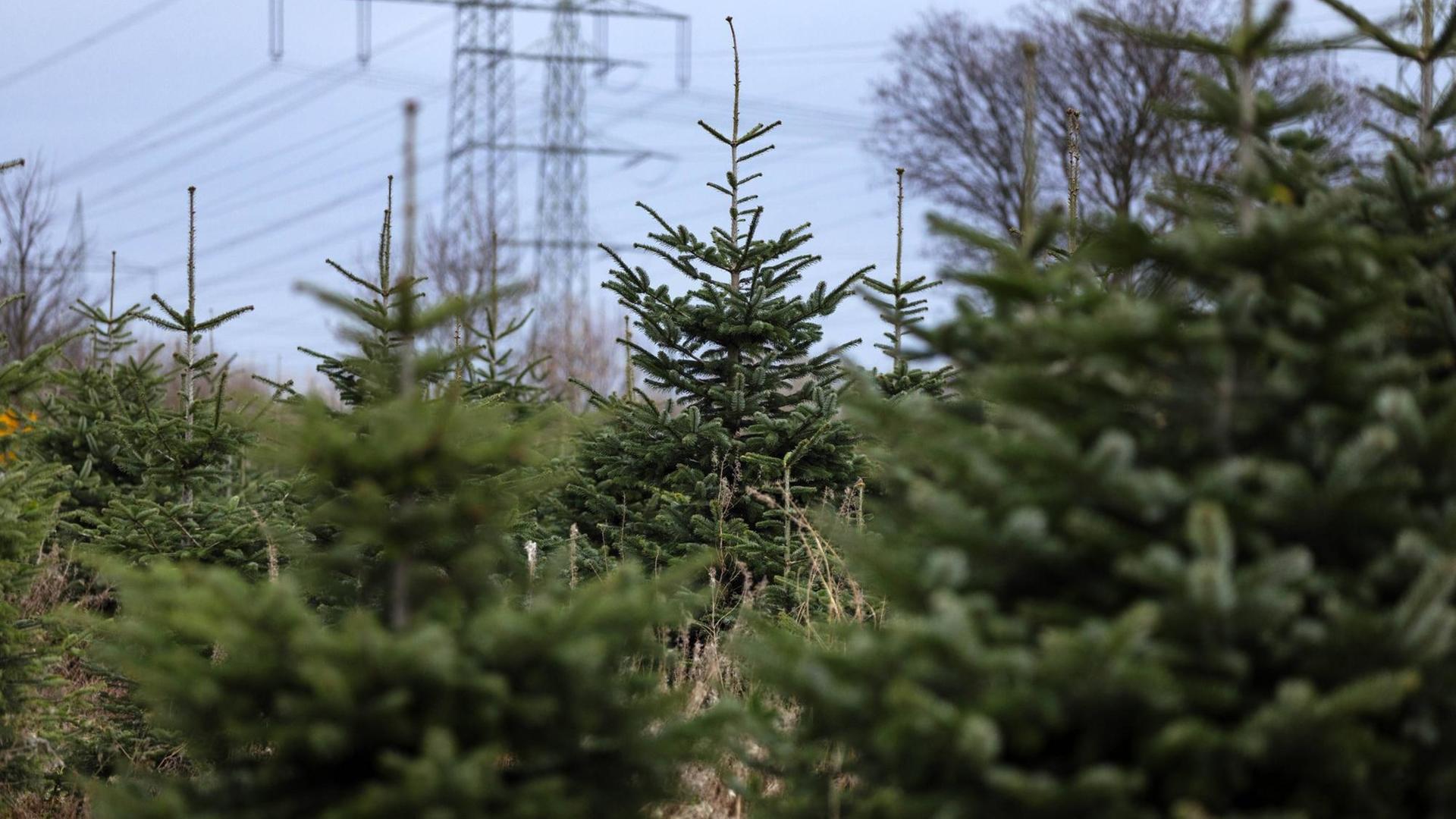 Tannenbäume auf einer Plantage im Kölner Westen. Tannenbäume auf einer Plantage im Kölner Westen.