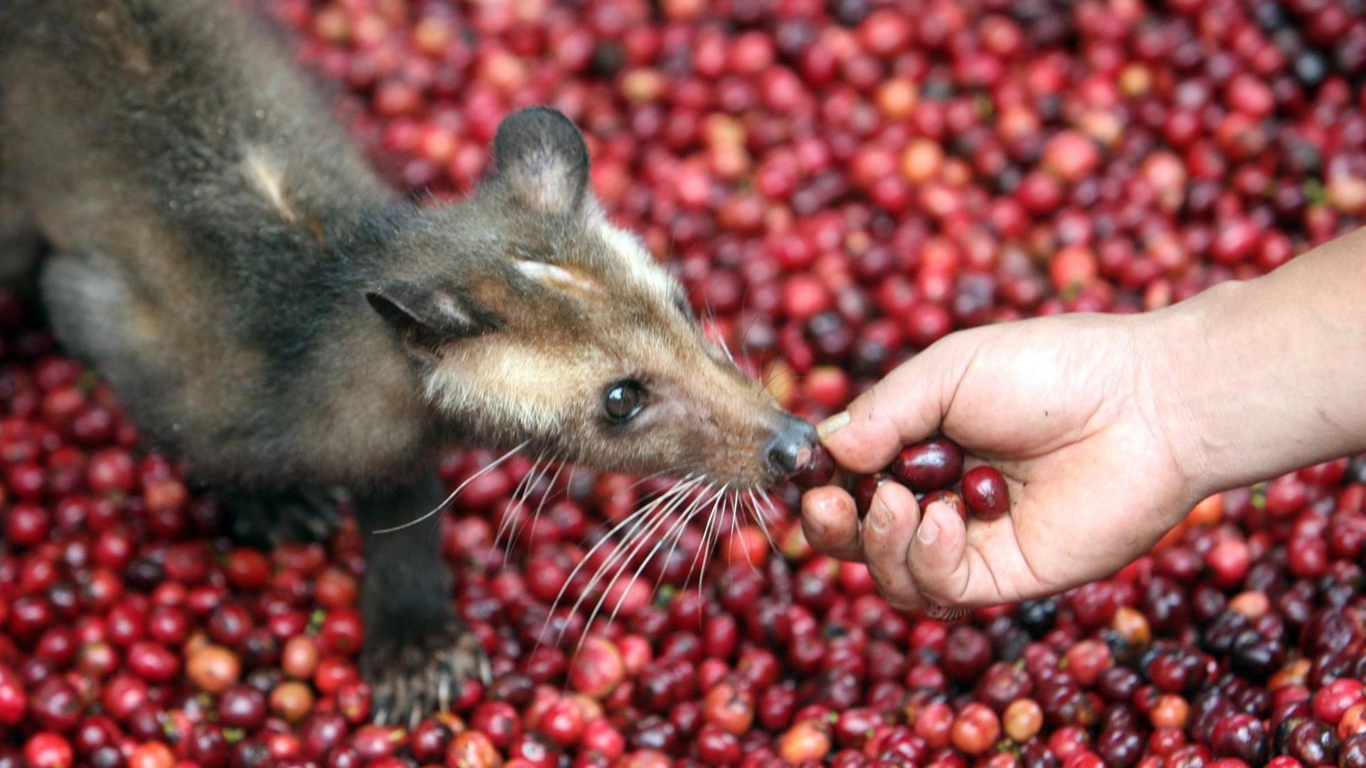Ein Bauer füttert eine Schleichkatze mit Kirschen der Kaffeebohne. Durch die Fermentierung im Darm des Tieres soll angeblich die Kaffeebohne veredelt werden. Das Kilo kostete 2010 schon 444 US-Dollar. Ein Bauer füttert eine Schleichkatze mit Kirschen der Kaffeebohne. Durch die Fermentierung im Darm des Tieres soll angeblich die Kaffeebohne veredelt werden. Das Kilo kostete 2010 schon 444 US-Dollar.