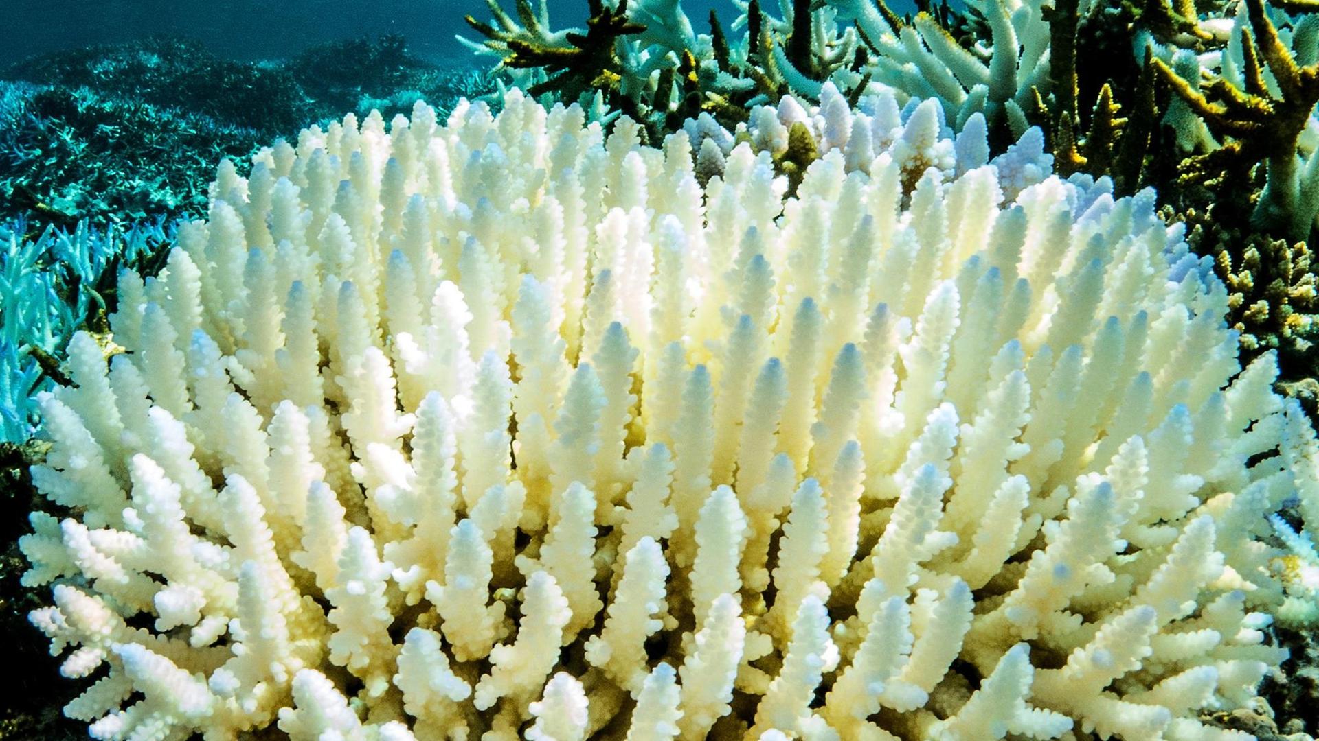 Korallenbleiche am Great Barrier Reef in Australien. Korallenbleiche am Great Barrier Reef in Australien.