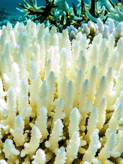 Korallenbleiche am Great Barrier Reef in Australien.