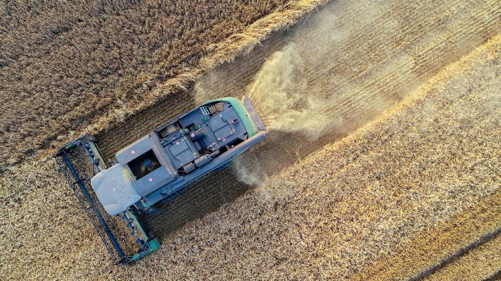 Brandenburg, Sieversdorf: Ein Landwirt erntet mit einem Mähdrescher Gerste (Luftaufnahme mit einer Drohne). Brandenburg, Sieversdorf: Ein Landwirt erntet mit einem Mähdrescher Gerste (Luftaufnahme mit einer Drohne).